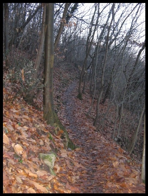 il bosco misterioso..